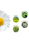 چای گیاهی طبیعی مخصوص بانوان حاوی دانه کدو، سیوانپرچمی و بابونه 60 گرم