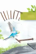تجهیزات اساسی قفس شامل 9 قطعه لوازم جانبی و اسباب بازی پرندگان