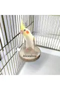 تنه طبیعی چوب