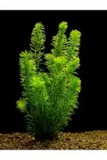 5 ریشه (DAL) گیاه آکواریومی زنده الودئا دنسا 15-25 سانتی‌متر