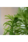 5 ریشه (DAL) گیاه آکواریومی زنده الودئا دنسا 15-25 سانتی‌متر
