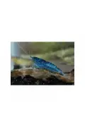 میگو آبی 5 عددی (1-1.5 سانتیمتر)