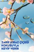 لوسیون مرطوب‌کننده بدن حاوی روغن‌های با ارزش گل گیلاس ۴۰۰ میلی‌لیتر، مناسب برای پوست خشک، بسته دو عددی