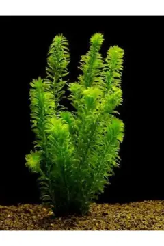 5 ریشه (DAL) گیاه آکواریومی زنده الودئا دنسا 15-25 سانتی‌متر