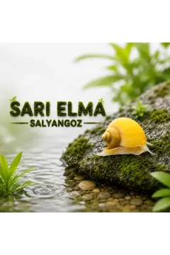 سیستم حلزون طلایی (زرد) سیب 2 عددی
